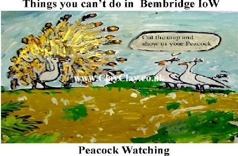 'Peacock Watching' 'Things you can't and can do in Bembridge IW' Postcard based on original painting by BB Bango