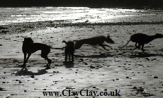 'Lurcher dogs on the beach at Piory Bay'. Postcard based on original Bango Photograph. 