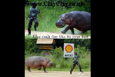 SC19 Hippo