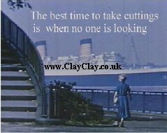 SC33 Cuttings